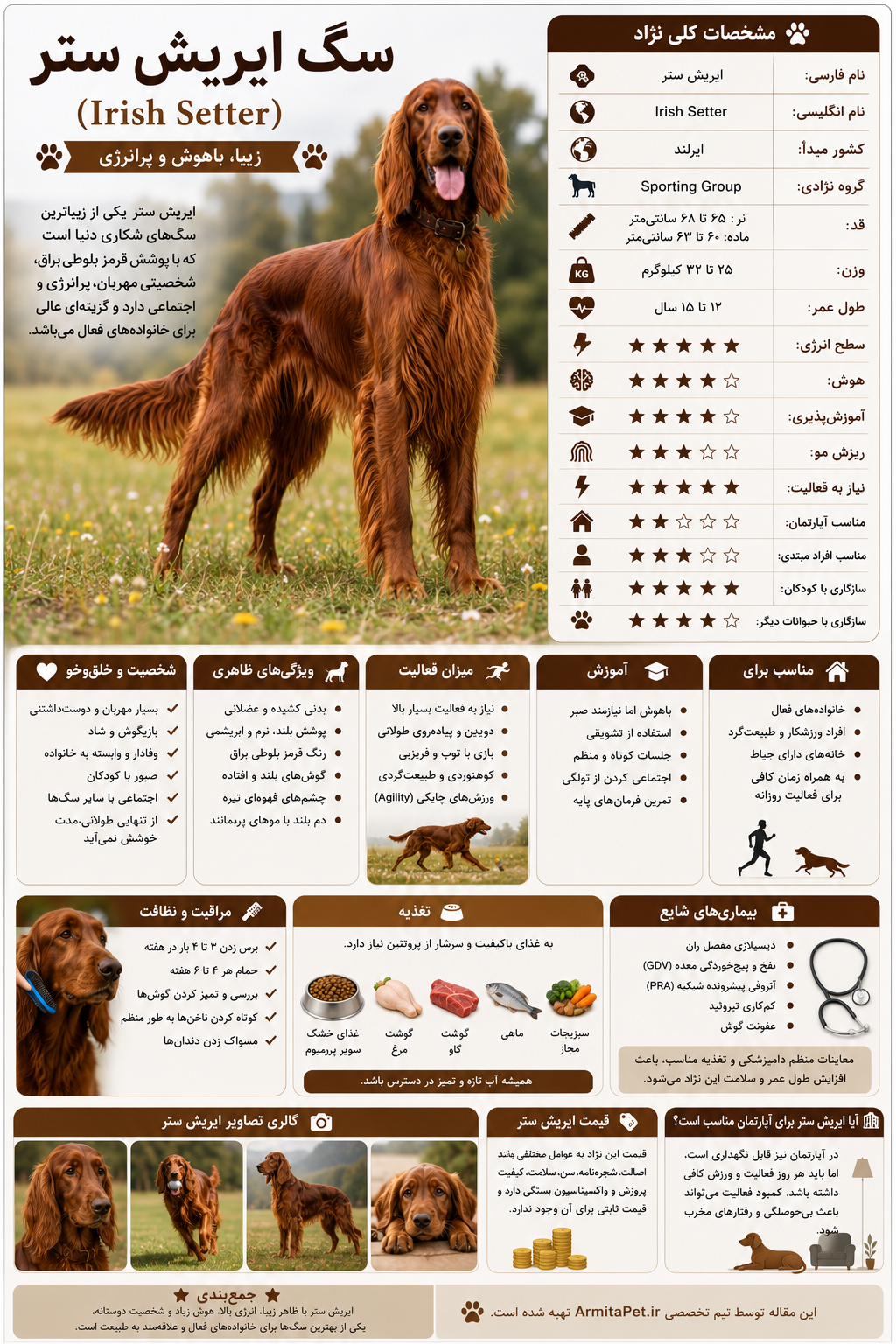 معرفی سگ ایریش ستر.png