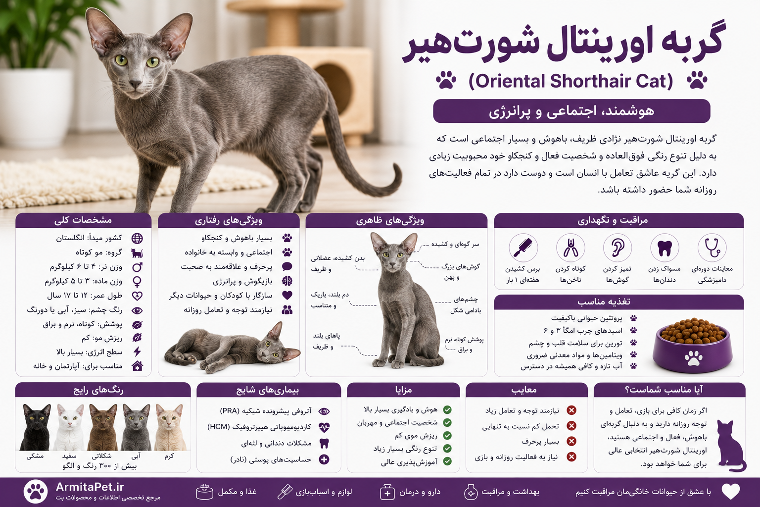 گربه اورینتال شورت‌هیر.png