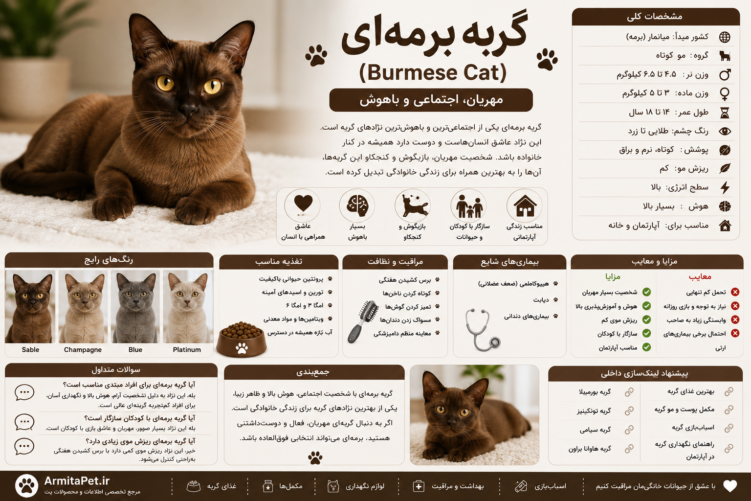 معرفی گربه برمهای.png