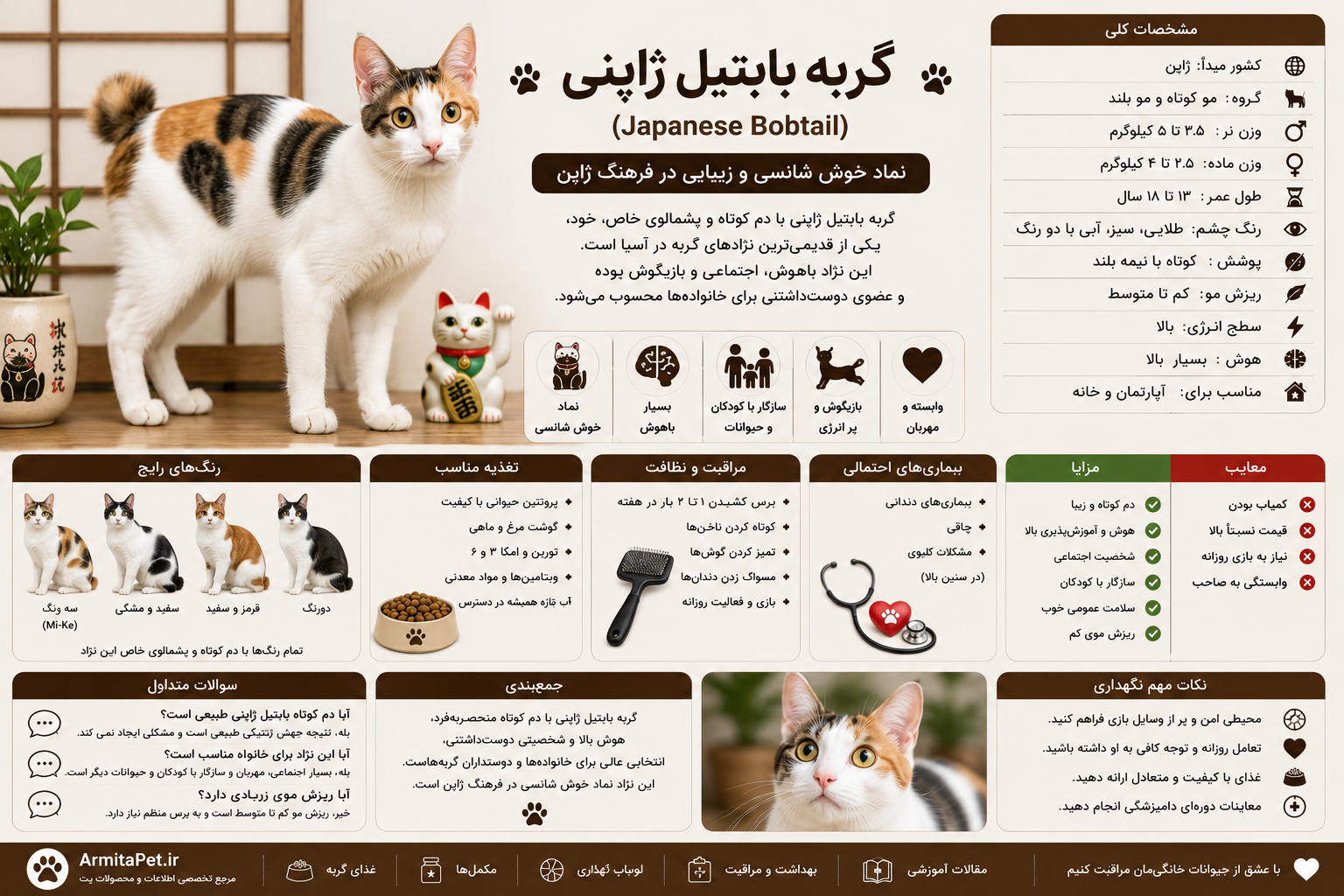 گربه بابتیل ژاپنی.png