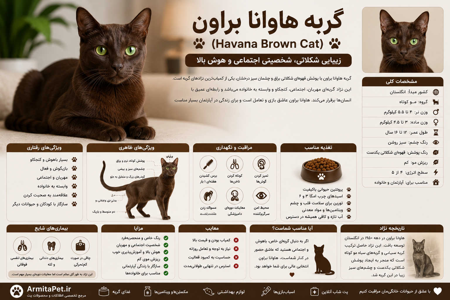 معرفی گربه هاوانا براون.png