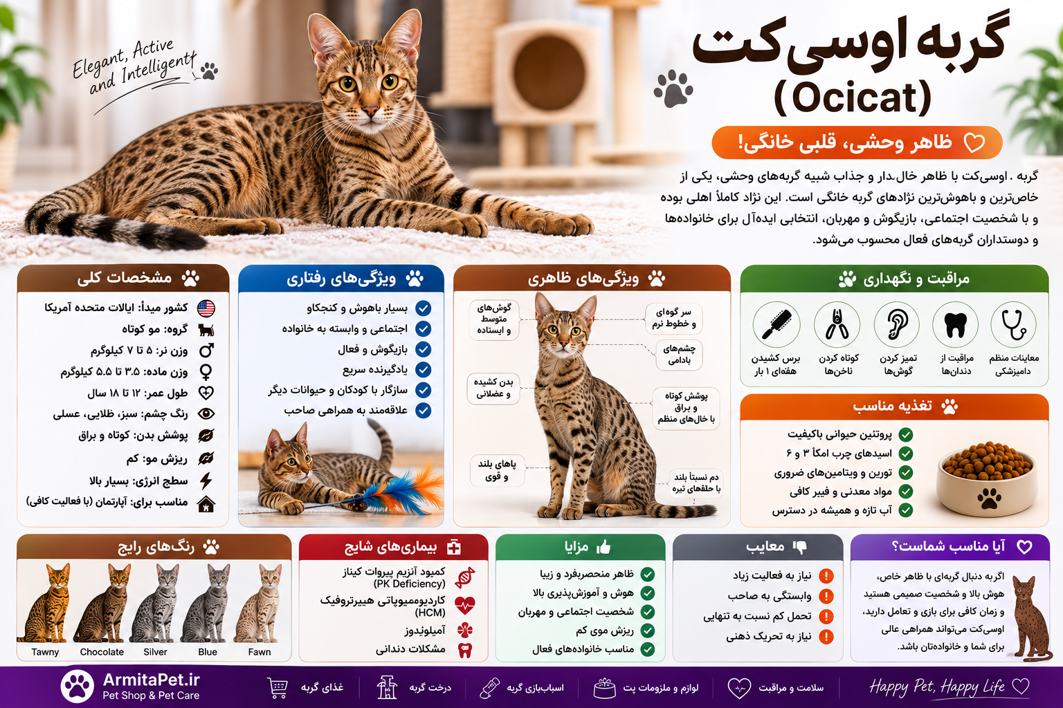 معرفی گربه اوسی‌کت.png