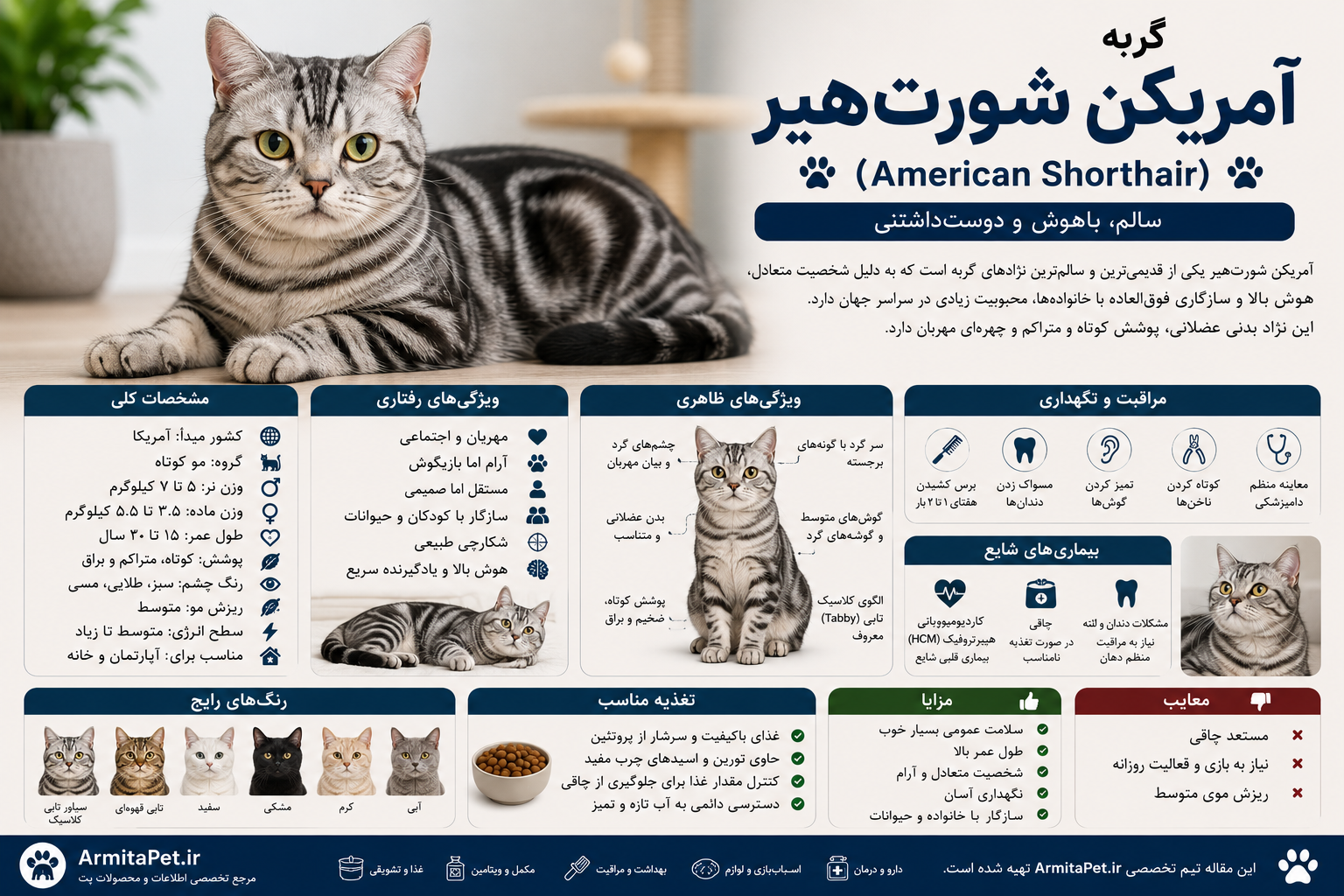 معرفی گربه آمریکن شورت‌هیر.png