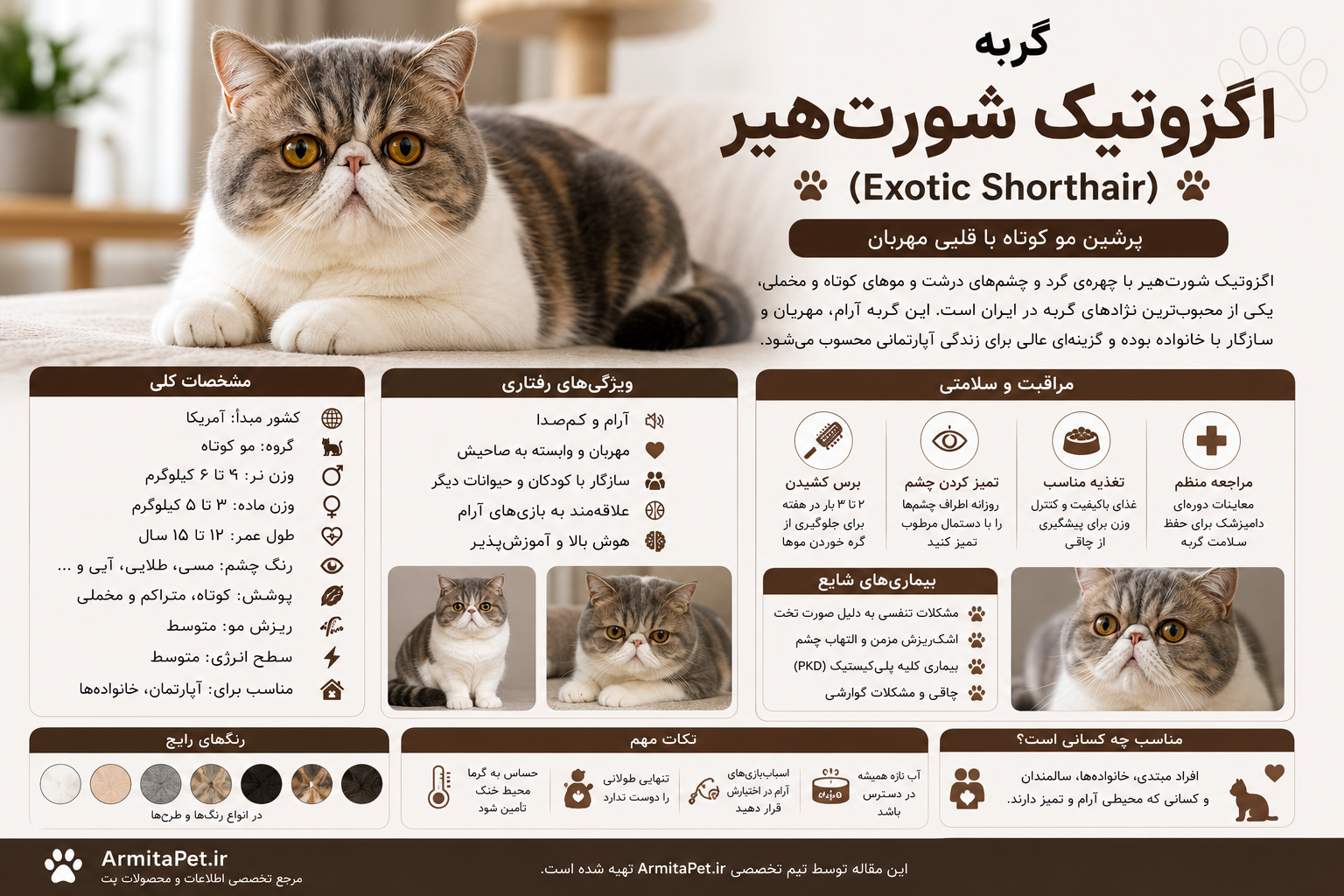 معرفی گربه اگزوتیک شورت‌هیر.png