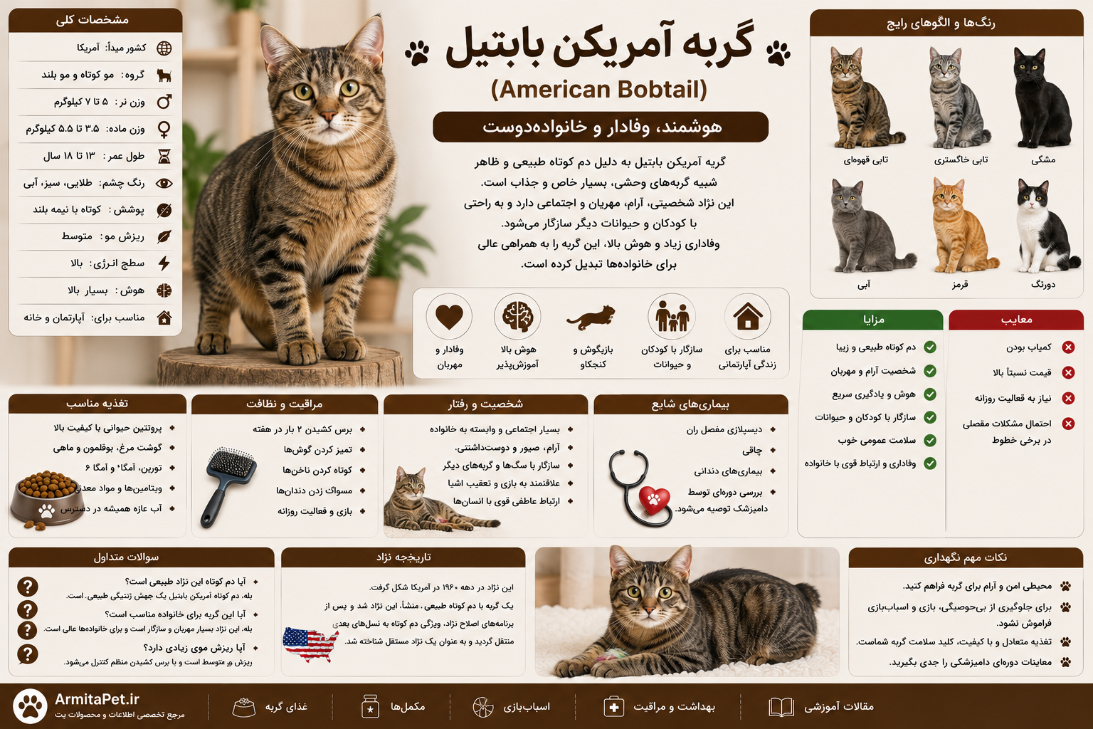 گربه آمریکن بابتیل.png
