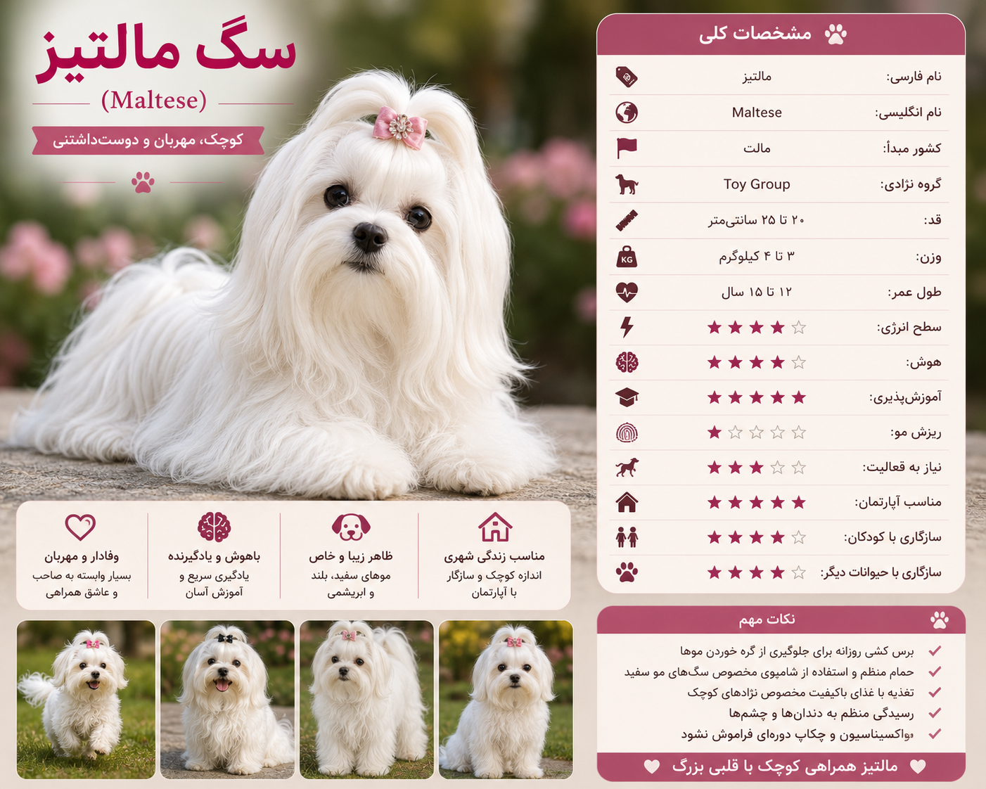 سگ مالتیز.png