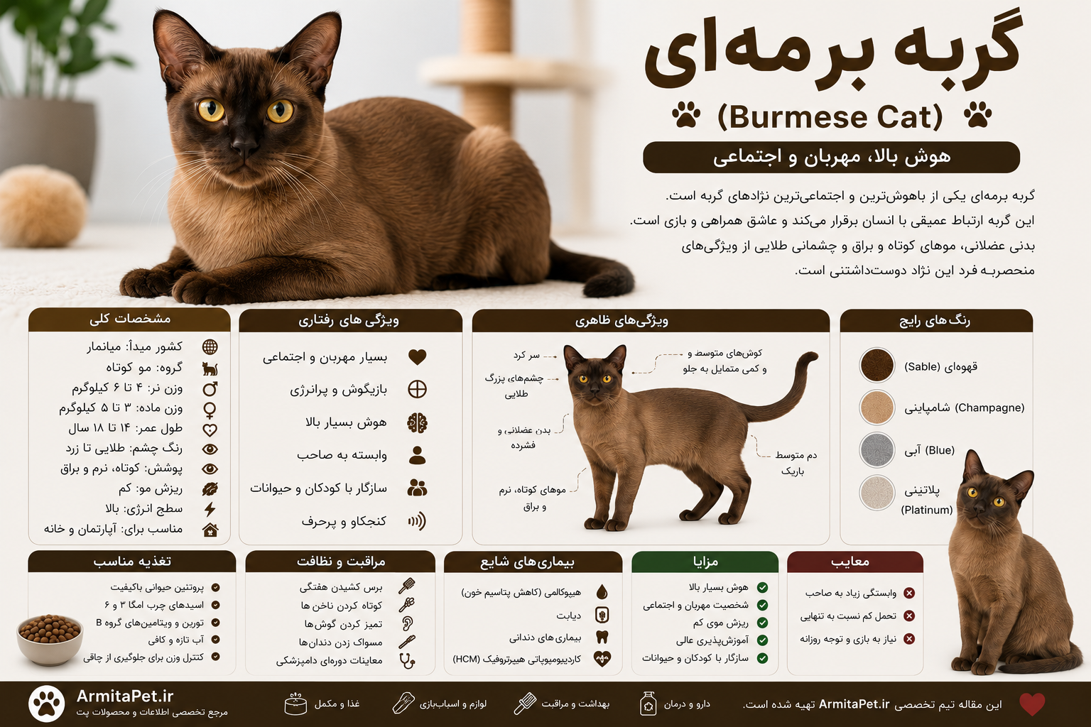گربه برمه‌ای.png