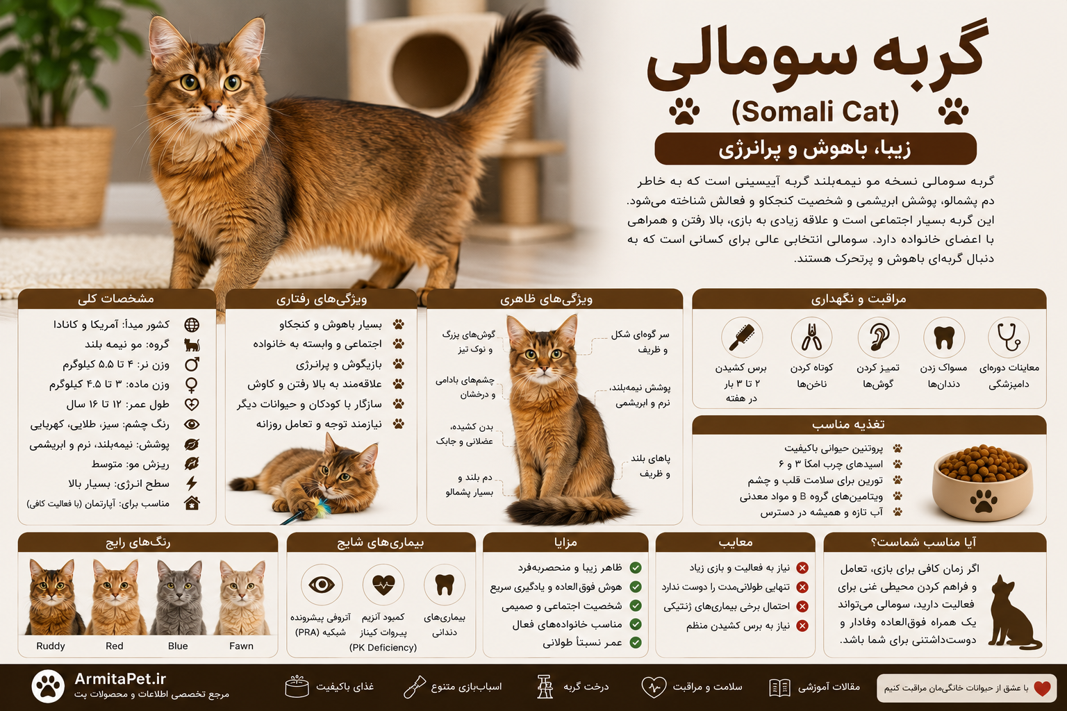 گربه سومالی.png