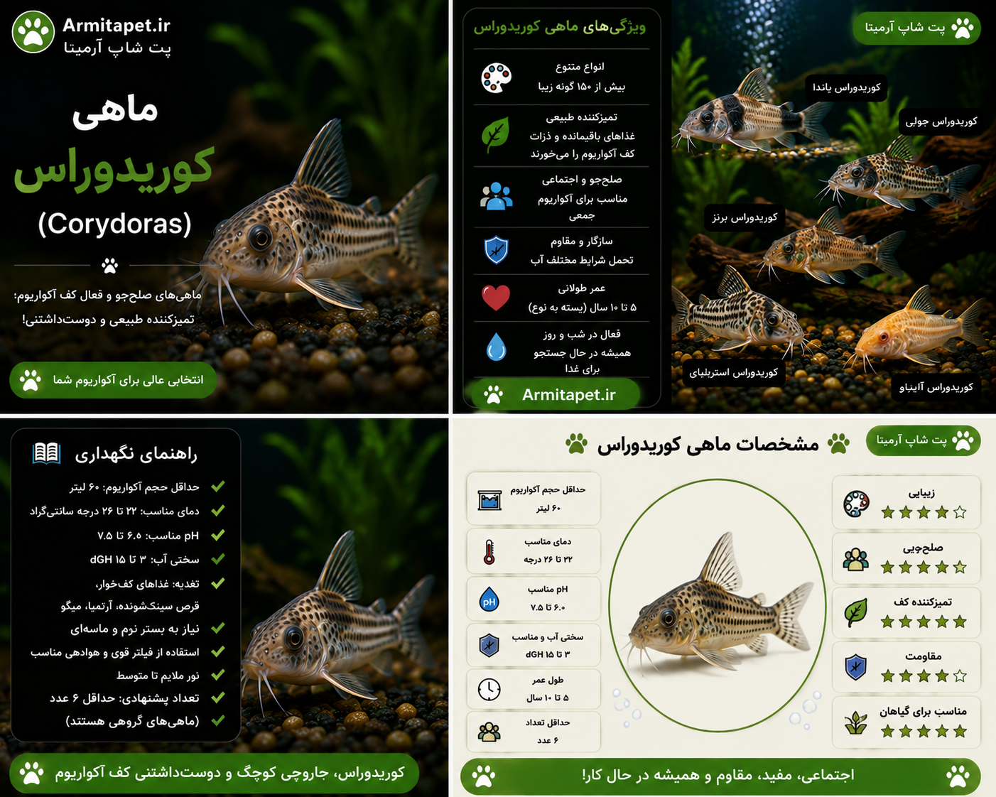 ماهی کوریدوراس | راهنمای کامل نگهداری، تغذیه، تکثیر و بیماری‌ها